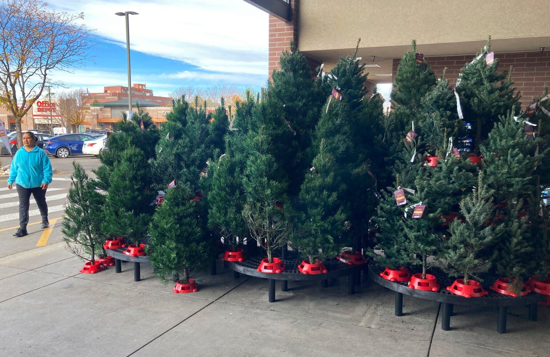 Christmas Tree Prices
